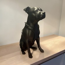 Lovely Staffordshire Bull