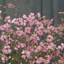 Fiore sapone semi fiori - fiore,