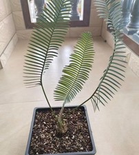 Dioon edule WYSIWYG Boutique