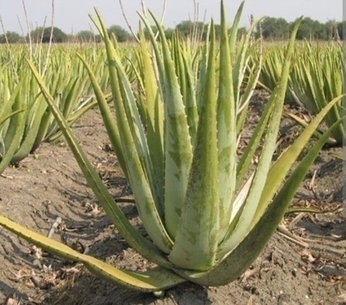 Aloe vera proprietà - vera, lenitive