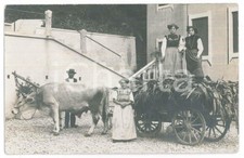 1910 ca COSTUME ITALIA Famiglia contadina con carro di buoi - Foto anonima 14x9