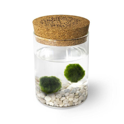 Marimo original sughero - original,
