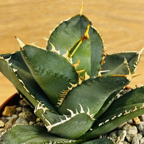 Agave titanota pot 10 - agave,