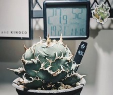 Vendita Raro Cactus Agave