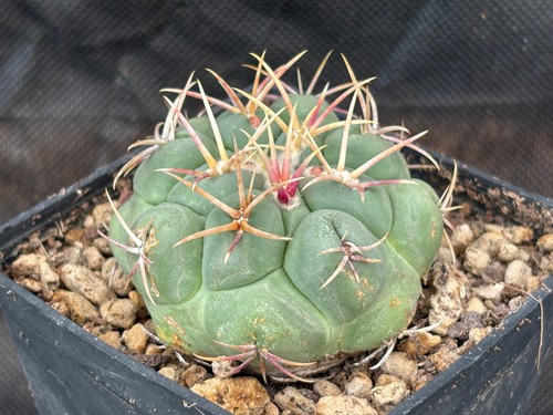 Thelocactus hexaedrophorus - thelocactus,