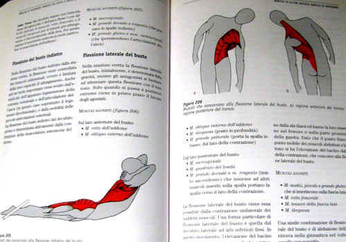 Weineck anatomia sportiva - weineck,