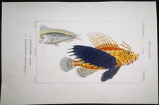 1831,PRETRE ORIGINALE ENGR. BELLISSIMO ANTICO ACQUERELLO SUPERBO PESCE VOLANTE XK3