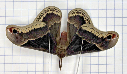 Entomology moth saturnidae - -,