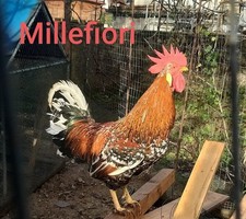 10 Uova fertili  galline