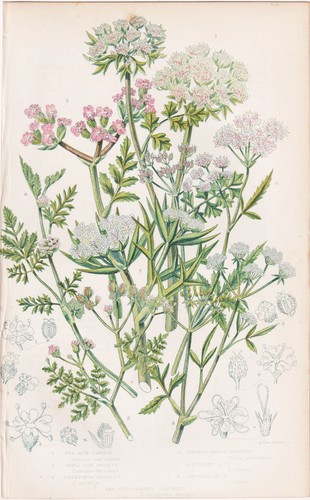 Daucus maritimus erbe botanica - maritimus,