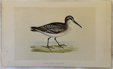 BROAD BILLED SANDPIPER SHRIMP