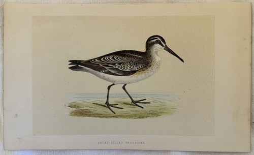 Broad billed sandpiper - billed,