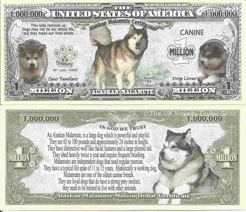 Alaskan malamute dog - malamute, lover