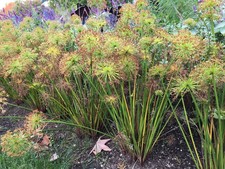 1 PIANTA DI CYPERUS HASPAN