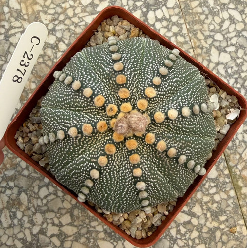 Astrophytum asterias fine - asterias, 'fine