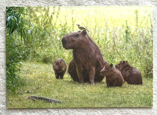 Cartolina postale capybara - cartolina,