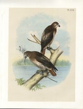 POIANA CODAROSSA ,   GRANDE