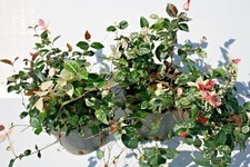 Rhyncospermum Asiaticum Tricolor (Gelsomino Tricolore) zone d'ombra elegante