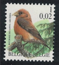 Red crossbill Bird Buzin