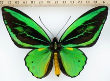 Mariposa ornithoptera priamus - ornithoptera,