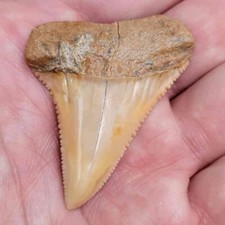 Dente di squalo fossile cileno