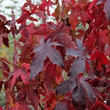 Storace americano liquidambar - storace,
