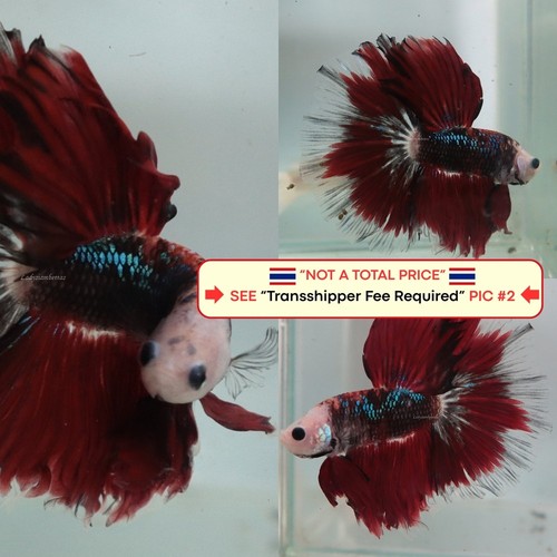 Live betta fish - live,