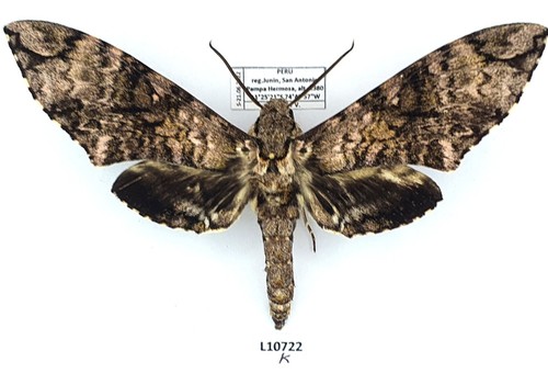 Sphingidae manduca schausi - sphingidae,,