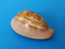 Cypraea pyrum mm gem - mm,