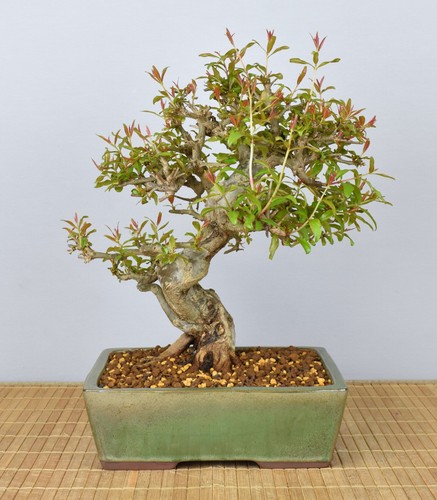 Bonsai melograno punica - bonsai,