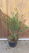 Callistemon rigidus