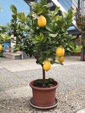 Pianta limone anni con - pianta,