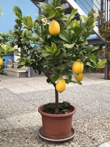 Pianta limone anni con - pianta,
