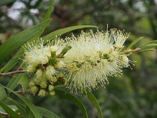 Lot graines callistemon - 50,