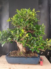 bonsai   ficus retusa  h 60 cm