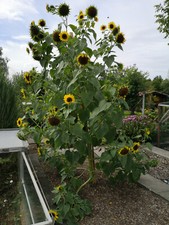 Girasole gigante 20,40 XXL