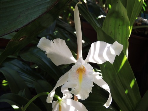 Cattleya maxima var alba - maxima, la