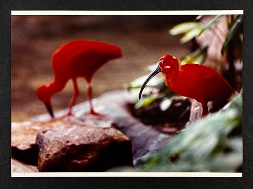 1991 ashboro zoo scarlet - ashboro,