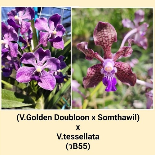 Orchidea vanda golden - orchidea, (v.golden