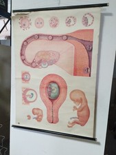 Embriologia Deutsches Hygiene Museum Poster