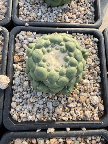 Pianta succulenta cactus - pianta,