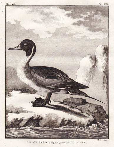 Northern pintail canard pilet - northern,