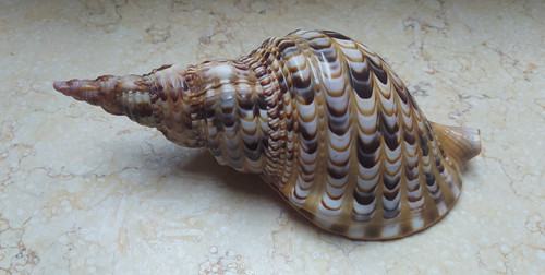 Tromba charonia tritonis - tromba,