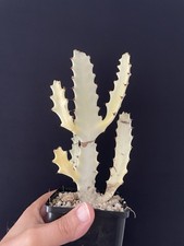 RARE! Cactus Blanc Lactéa