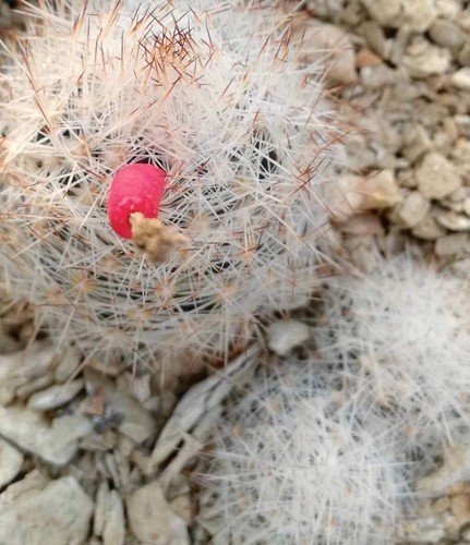 Escobaria duncanii seeds - escobaria,