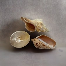 Conchiglie di mare decorazione