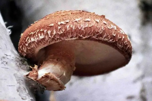 Lentinula edodes shiitake - edodes,