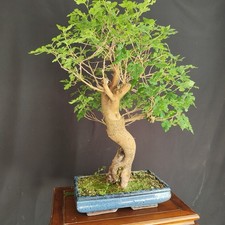 PRE BONSAI ESEMPLARE  DI GELSO
