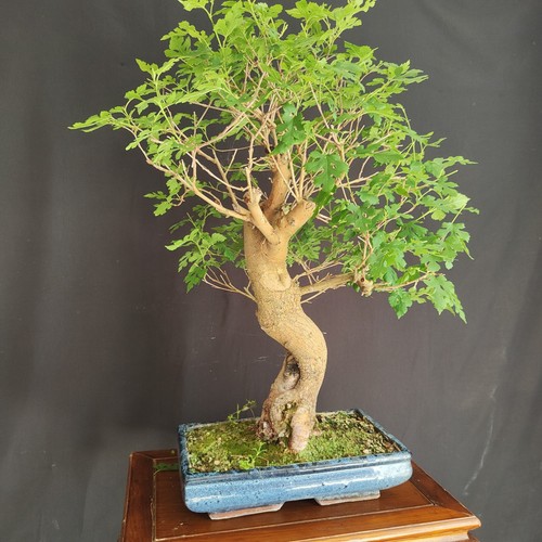 Pre bonsai esemplare gelso - pre,