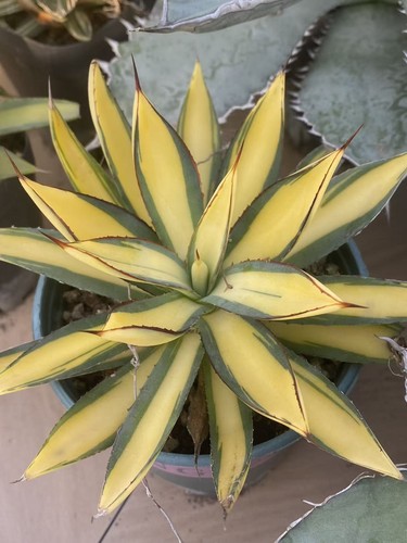Agave bruciata borgogna media - borgogna,